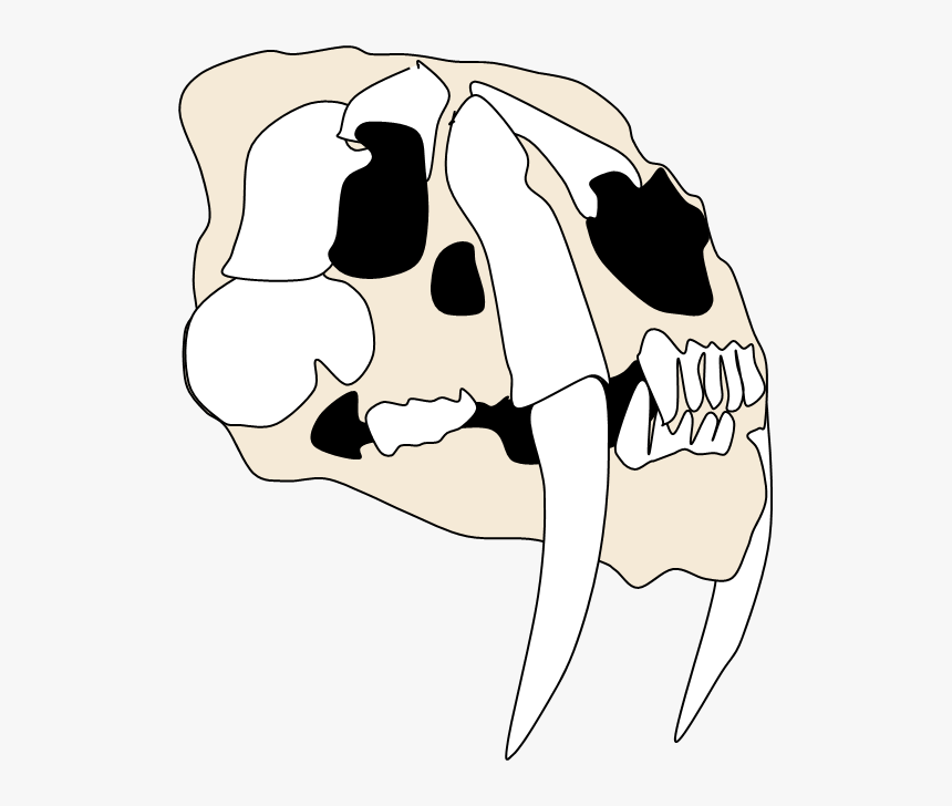 Smilodon Skull W - Smilodon Skull Transparent, HD Png Download, Free Download