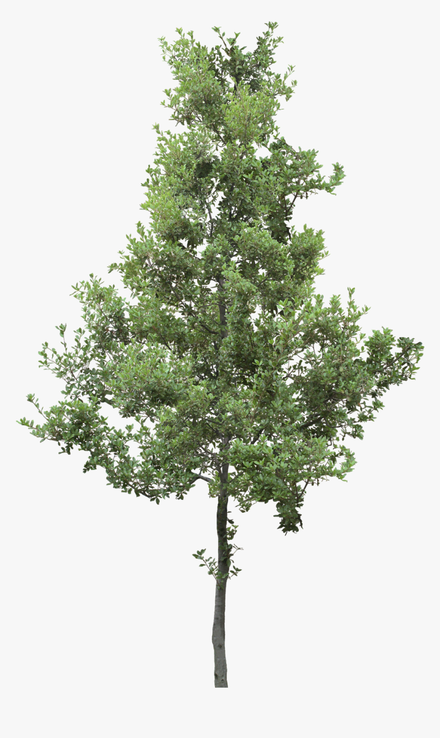 Tree, HD Png Download, Free Download