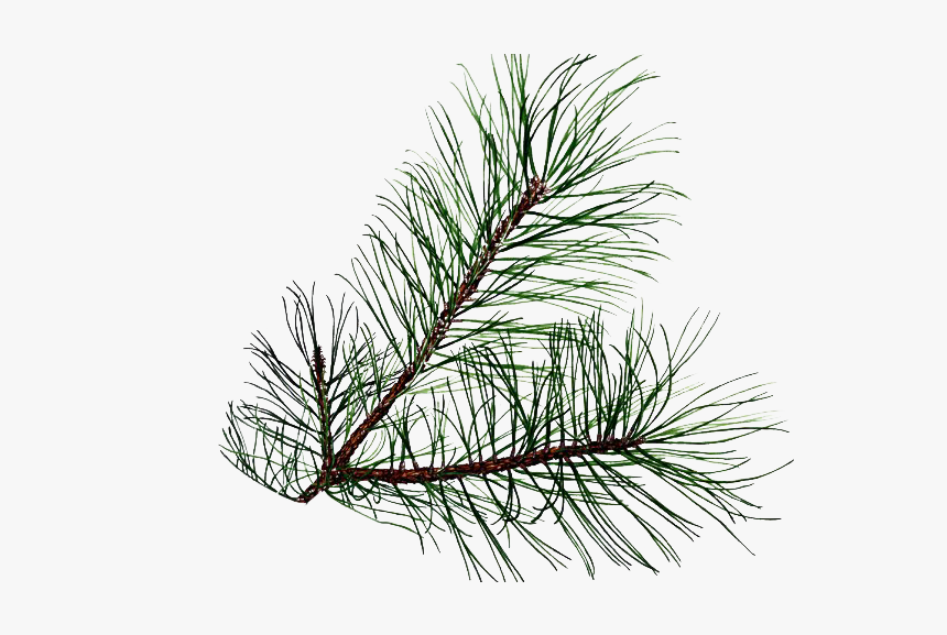 Pine Branch Png Transparent - Pine Tree Leaf Png, Png Download, Free Download