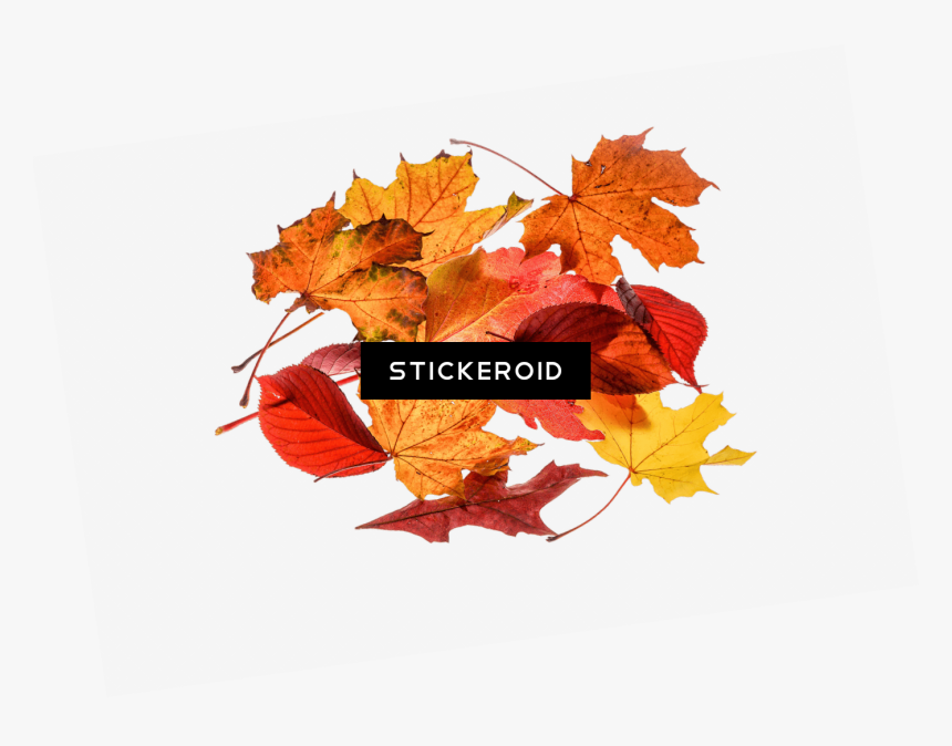 Autumn Leaves Collection - School Fall Break, HD Png Download, Free Download