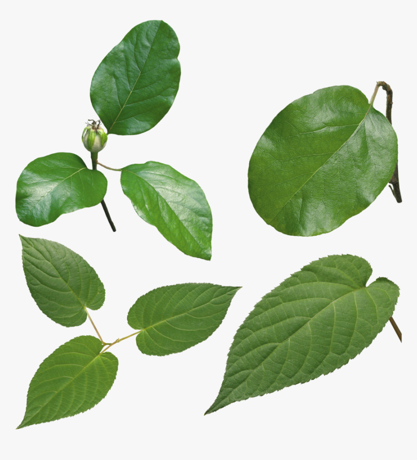 Green Leaves Png Image - Green Beans Leaves Png, Transparent Png, Free Download