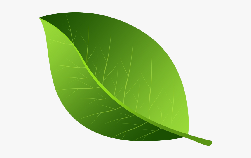 Green Leaves Png Photos - Green Leaf Png, Transparent Png, Free Download