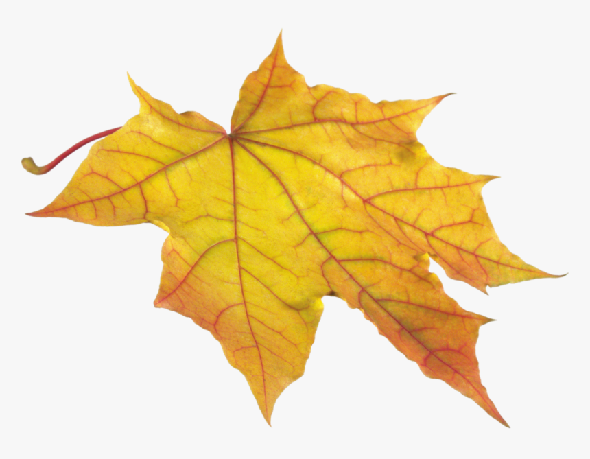 Yellow Leaf Png Image - Sycamore Leaves Fall, Transparent Png, Free Download