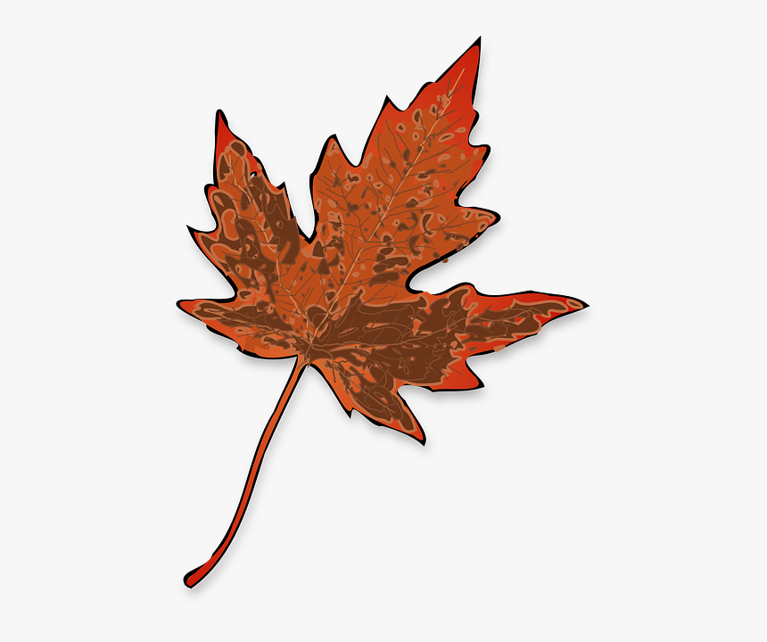 Maple Leaf Clip Art, HD Png Download, Free Download