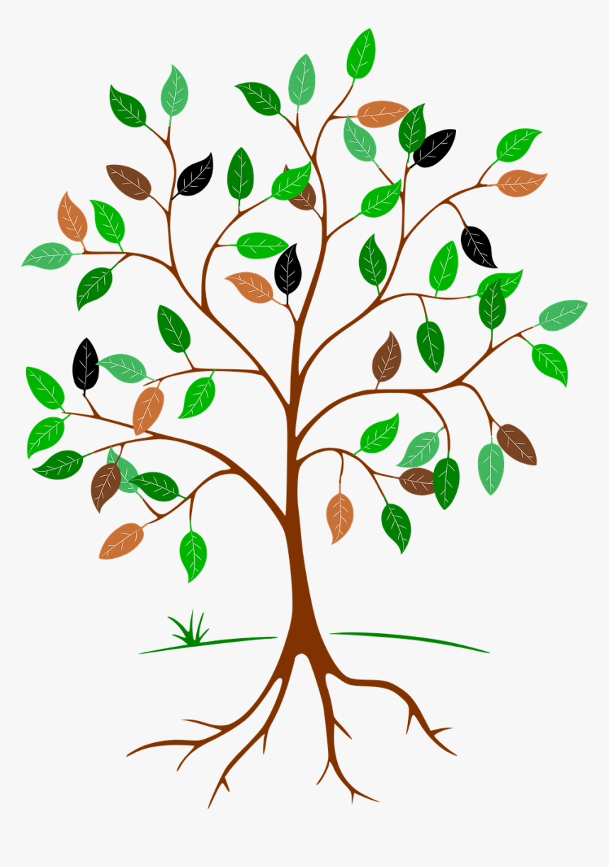 Drawing Tree With Roots, HD Png Download, Free Download