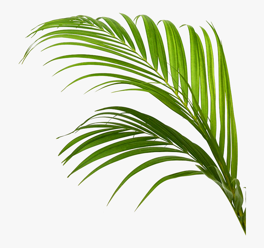 Palm Frond Png, Transparent Png, Free Download