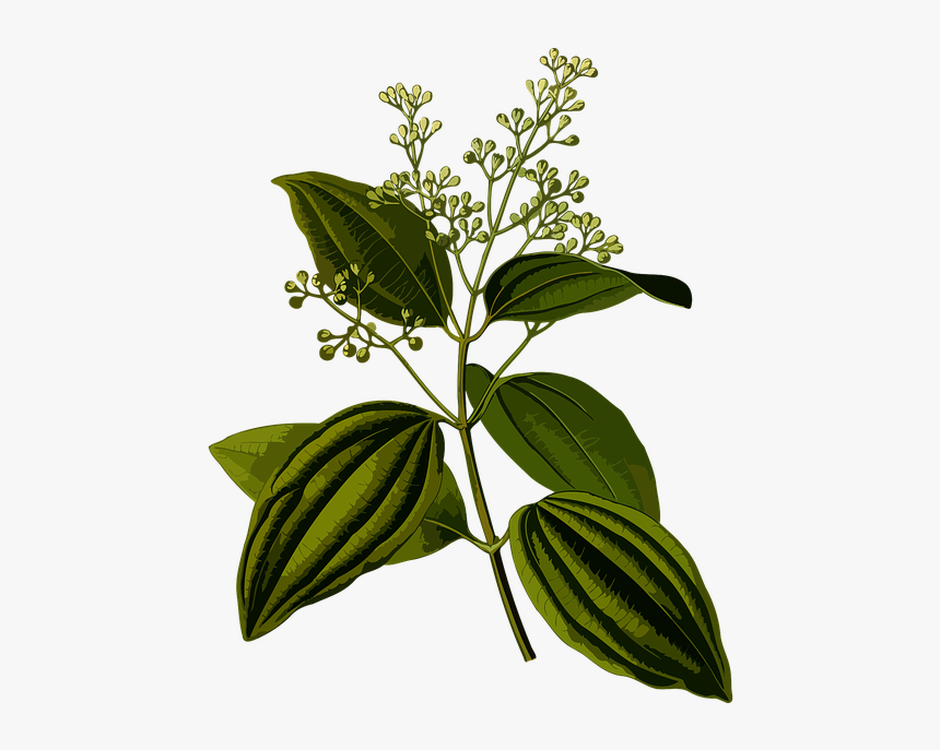 Cinnamomum Zeylanicum Botanical Illustration, HD Png Download, Free Download