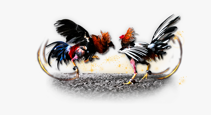 Gamecock Chicken Cockfight Gambling - Cockfighting Png, Transparent Png, Free Download