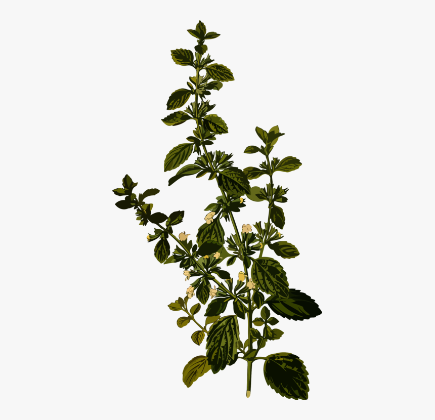 Plant,leaf,herb - Melissa Officinalis, HD Png Download, Free Download