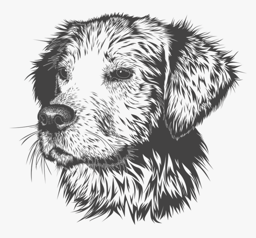 Golden Retriever Head Drawing, HD Png Download, Free Download