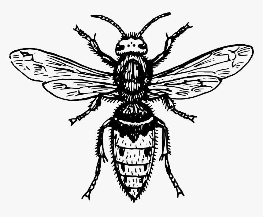 Fly Clipart Black And White, HD Png Download, Free Download
