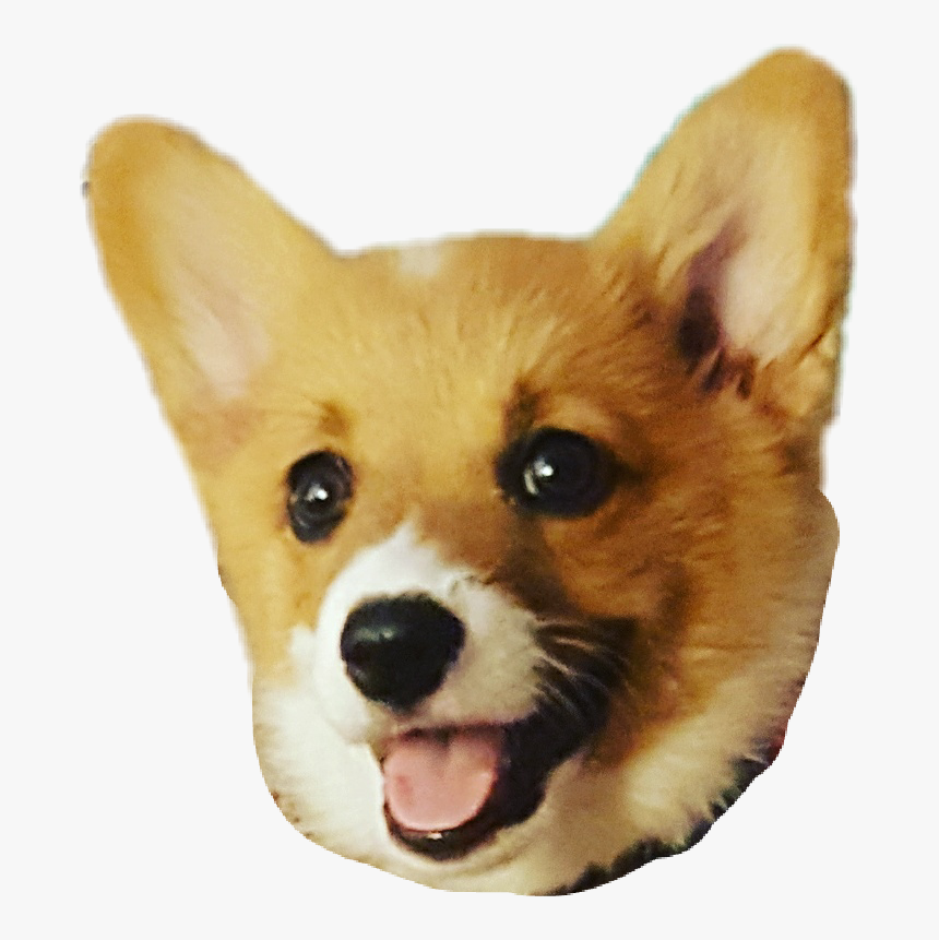 #corgi - Pembroke Welsh Corgi, HD Png Download, Free Download