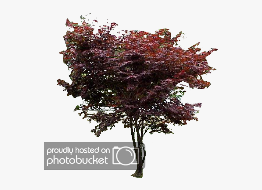 Japanese Maple Png - Red Bud, Transparent Png, Free Download