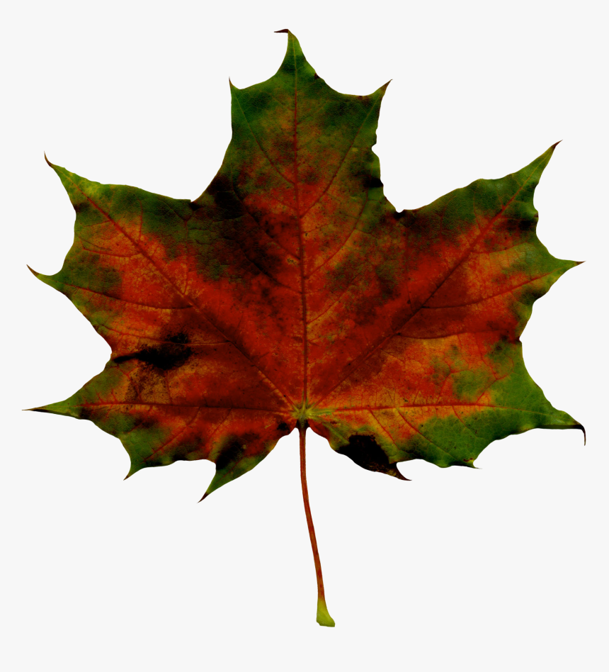 Maple Leaf Clipart , Png Download - Green Autumn Leaves Clipart, Transparent Png, Free Download