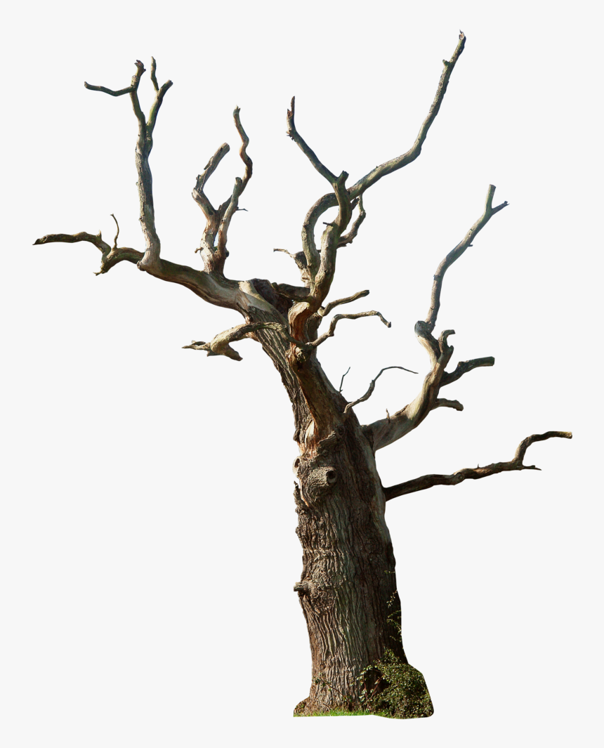 Old Tree Png Photo - Dead Tree Png, Transparent Png, Free Download