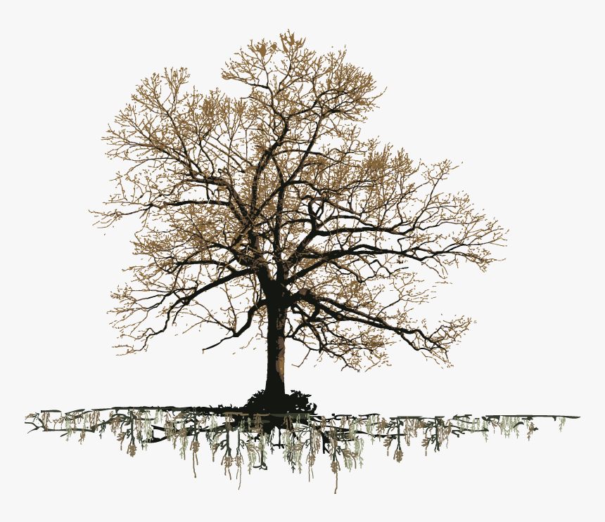 Grand Old Oak Tree - Old Oak Tree Png, Transparent Png, Free Download