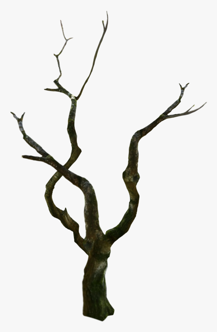 #treetrunk #tree #oldtree #spooky - Wood, HD Png Download, Free Download