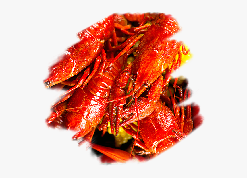 Placeholder - Crayfish, HD Png Download, Free Download