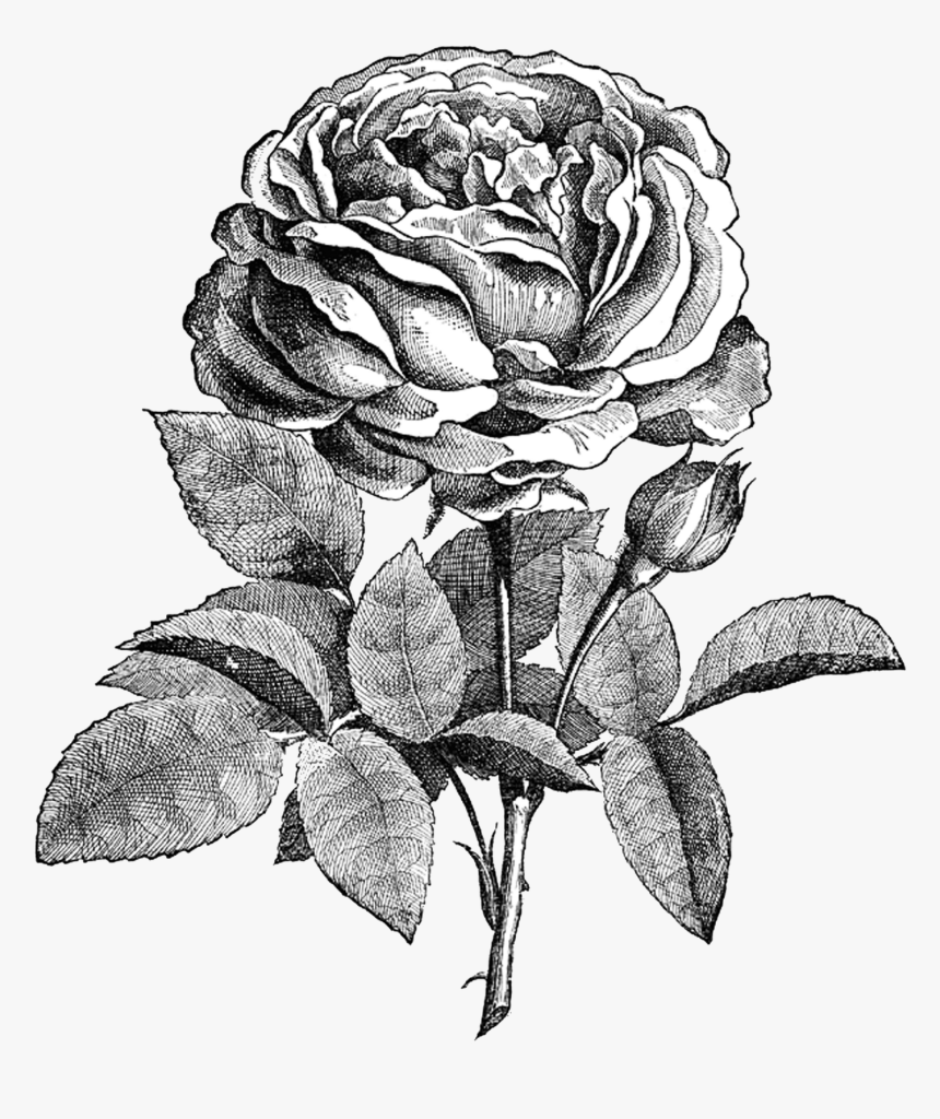 Black And White Rose Png, Transparent Png, Free Download