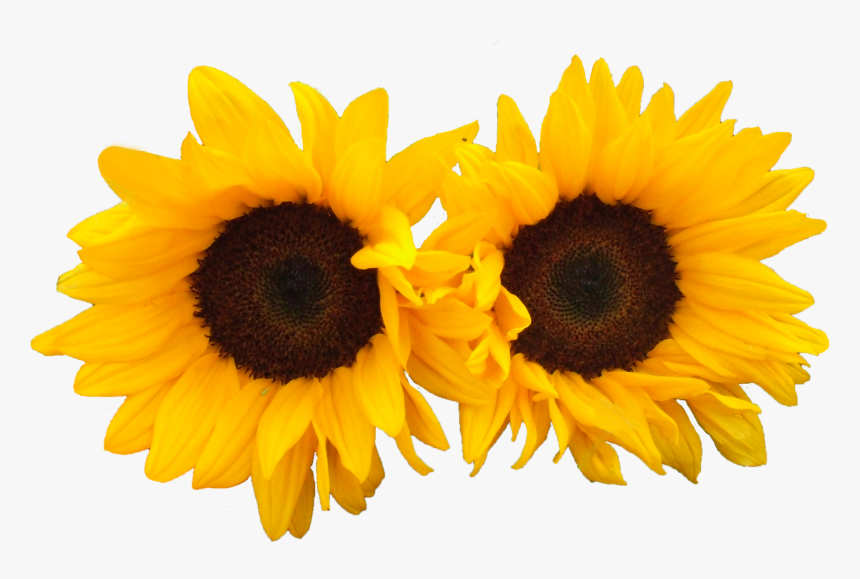 Sun Flowers Png Image - Transparent Bright Flowers, Png Download, Free Download