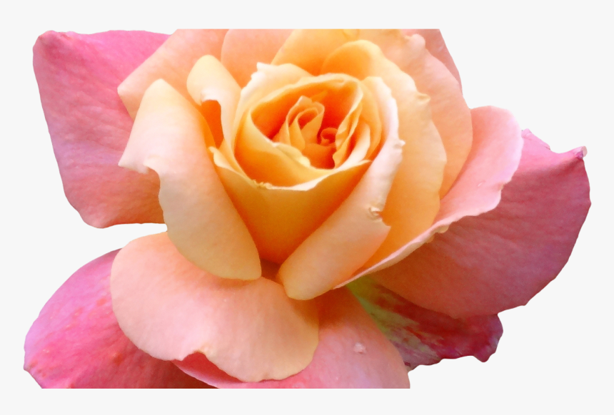 Transparent Peach Flowers Png - Rose, Png Download, Free Download
