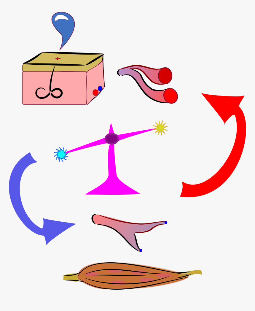 Anatomy Physiology Human Body Drawing Cartoon - Thermoregulation Clipart, HD Png Download, Free Download