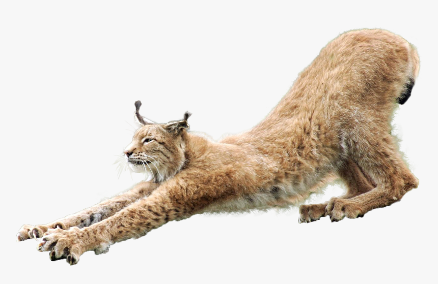 Lynx Png, Transparent Png, Free Download