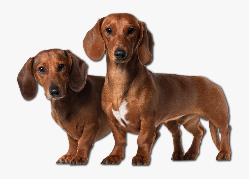 Vector Freeuse Stock Cuddly Collectibles Pampered Pet - Dachshund Png, Transparent Png, Free Download
