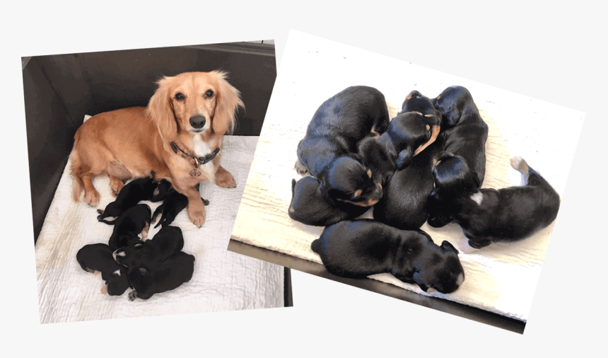 Miniature Dachshund Puppies - Dachshund, HD Png Download, Free Download