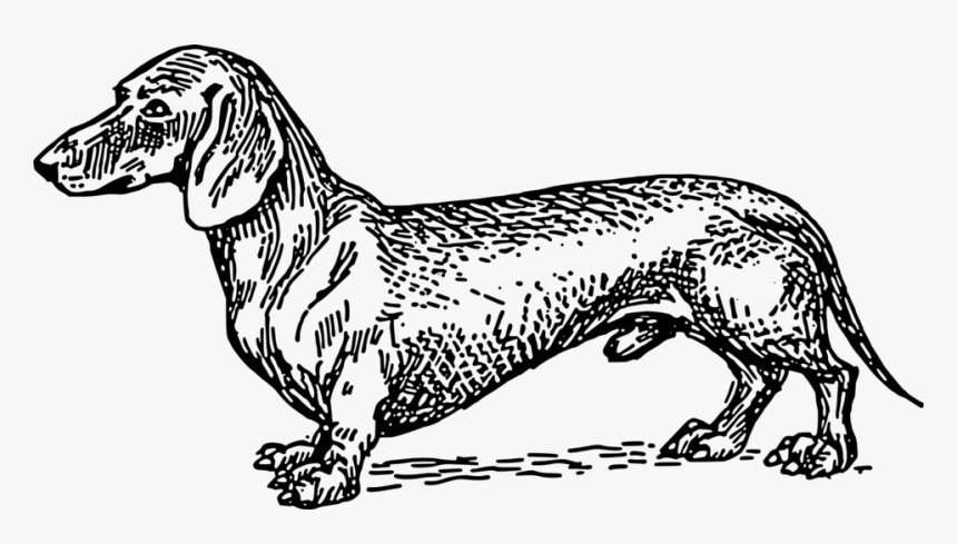 Dachshund Vector Art, HD Png Download, Free Download