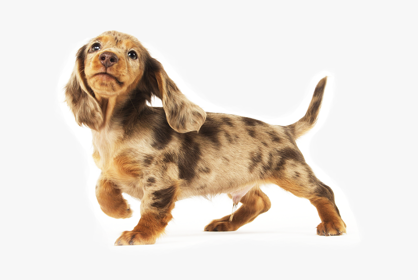 Dachshunds Are Playful By Nature - Dachshunds Png, Transparent Png, Free Download