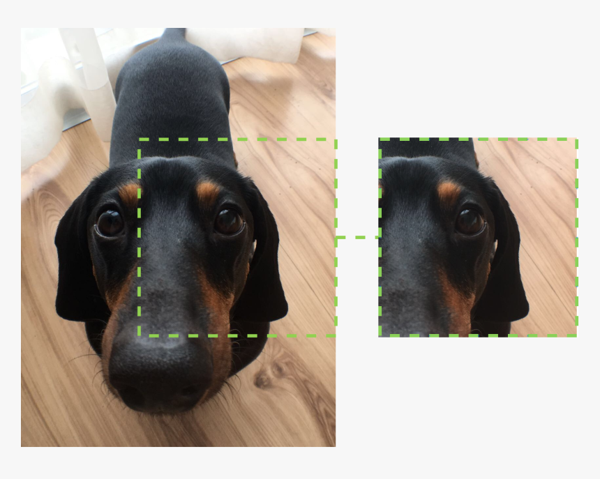 Dachshund, HD Png Download, Free Download