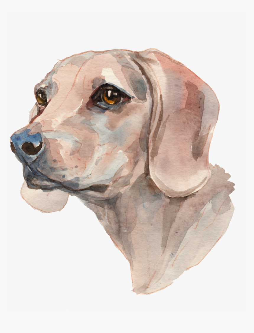 Dog Full - Dachshund, HD Png Download, Free Download