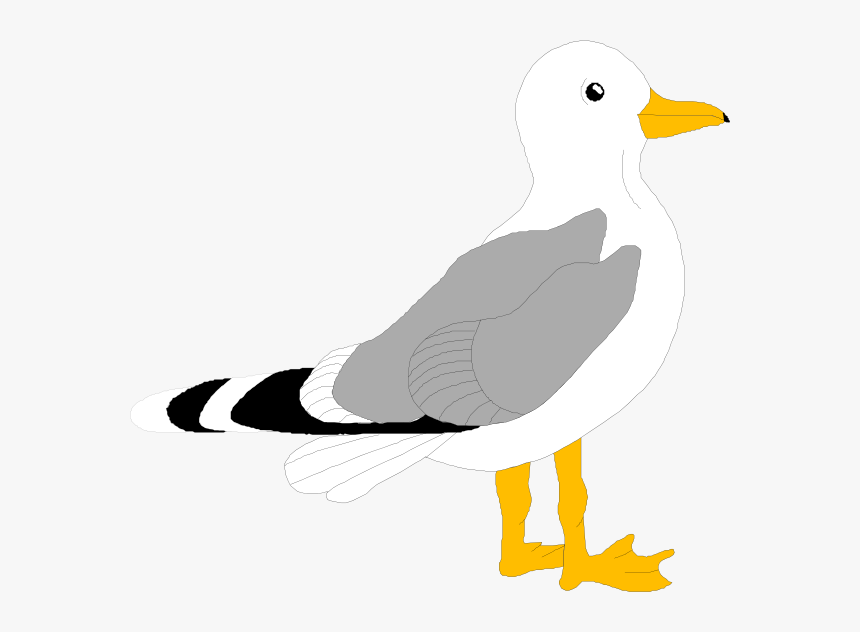 Free Clipart Seagull, HD Png Download, Free Download