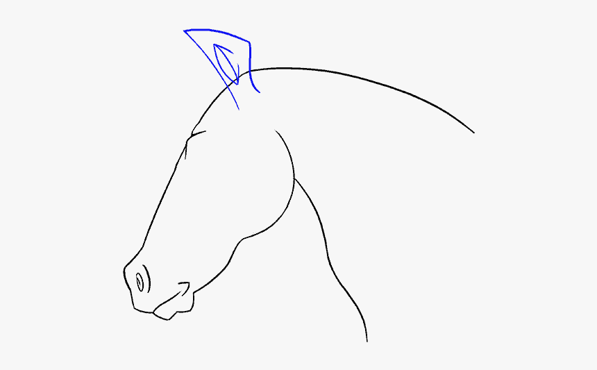 How To Draw Horse Head - Line Art, HD Png Download, Free Download