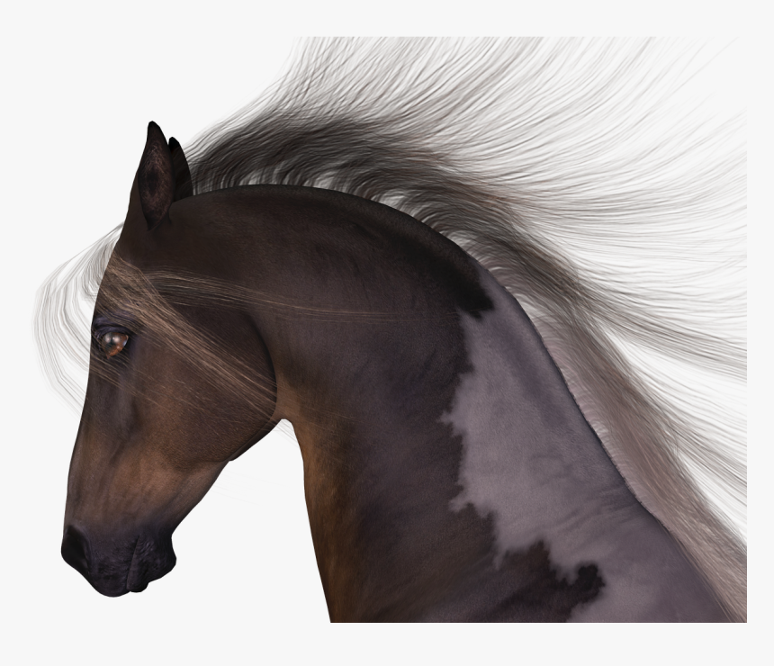 Horse Mane Head - Stallion, HD Png Download, Free Download