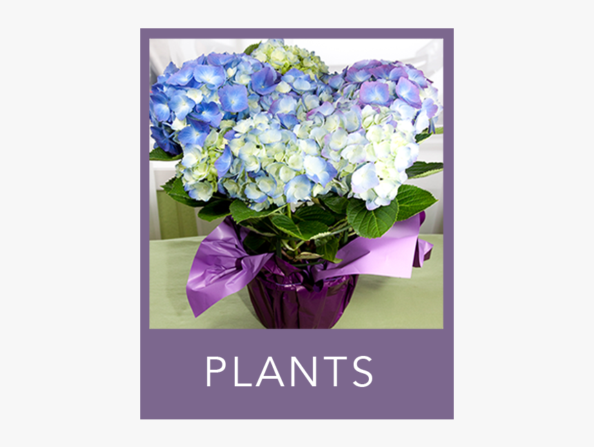 Plants - Bouquet, HD Png Download, Free Download
