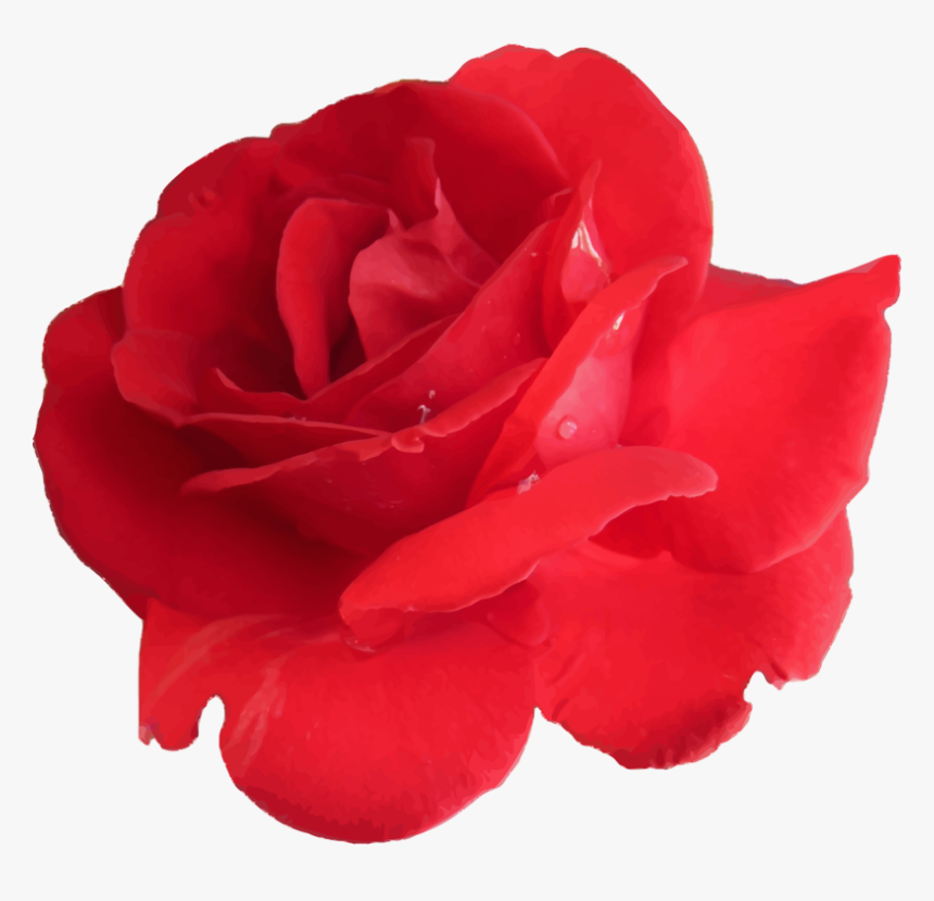 Plant,flower,china Rose - Transparent Background Rose Flower Icon Png, Png Download, Free Download
