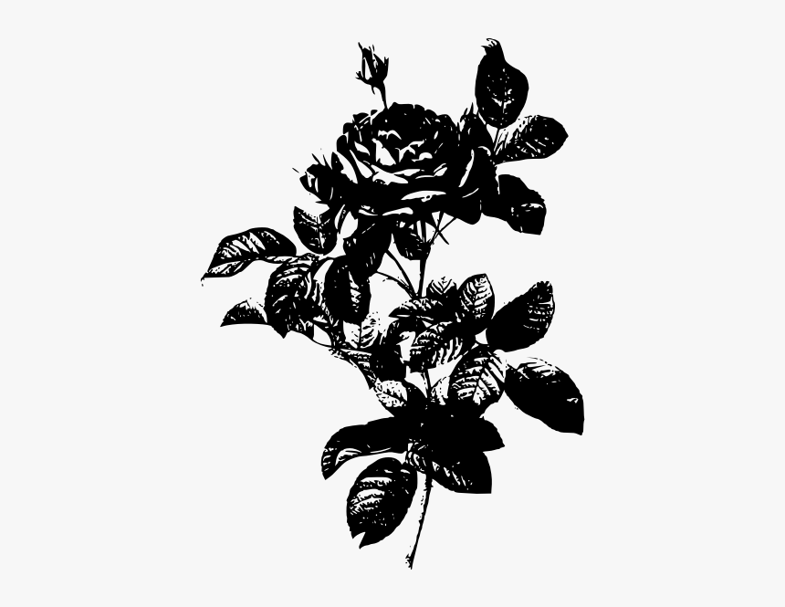 Grayscale Rose Vector Image - Botanical Illustration Rose, HD Png Download, Free Download