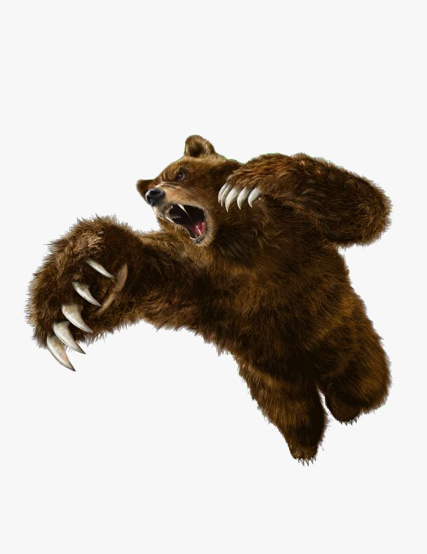 Transparent Animales Png - Kuma Tekken Png, Png Download, Free Download