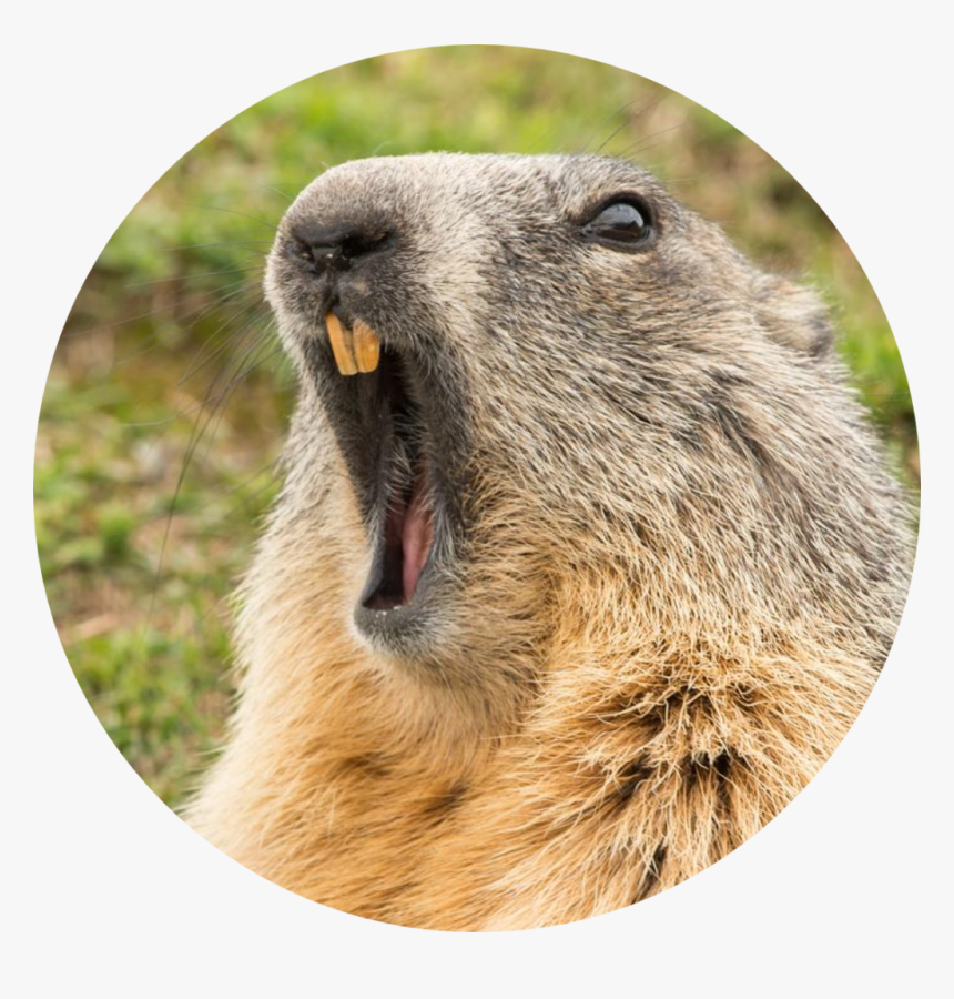 Groundhog Yawning, HD Png Download, Free Download