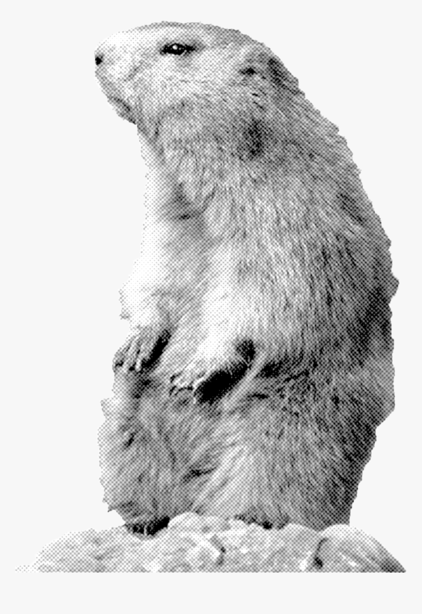 Groundhog Bw Outline - Punxsutawney Phil, HD Png Download, Free Download