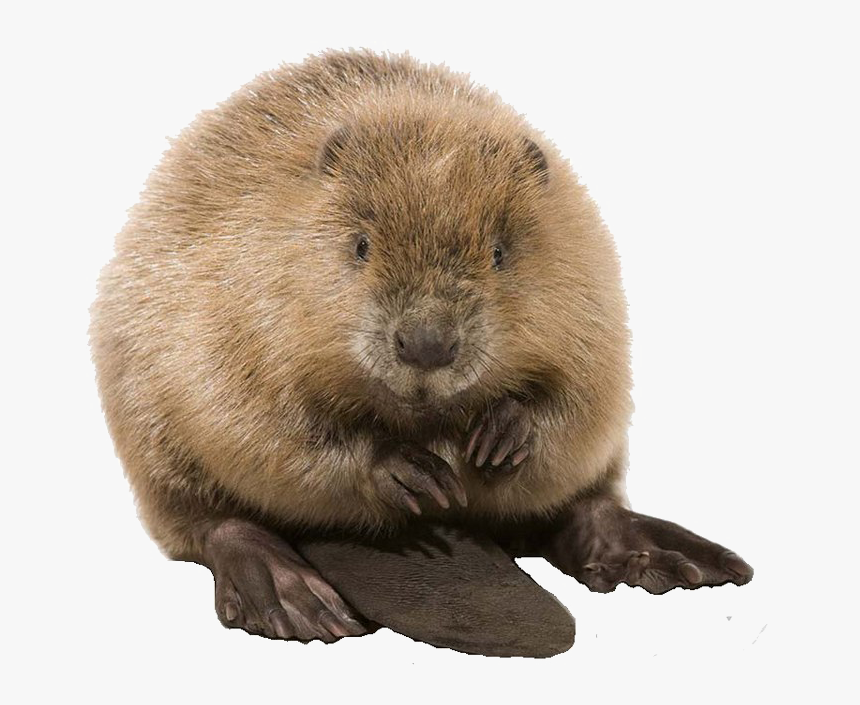 Beaver Png Photo - Beaver Png, Transparent Png, Free Download