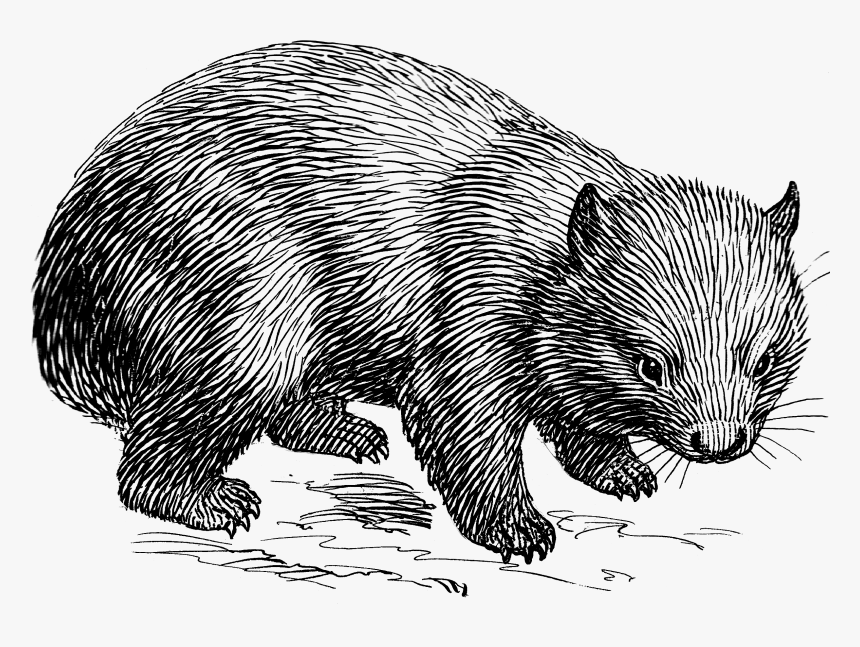 Wombat 1424 - Wombat Black And White, HD Png Download, Free Download