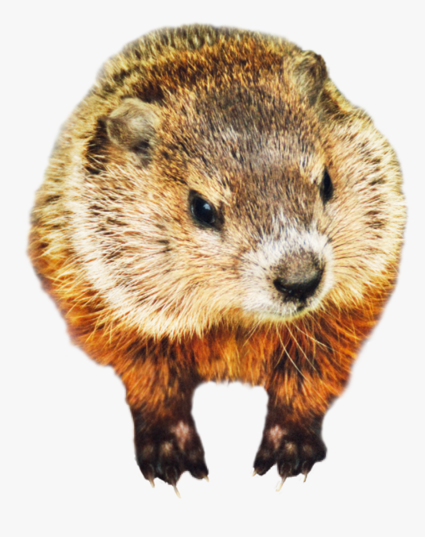 #groundhog #cute #february #animal #brown - Punxsutawney Phil, HD Png Download, Free Download