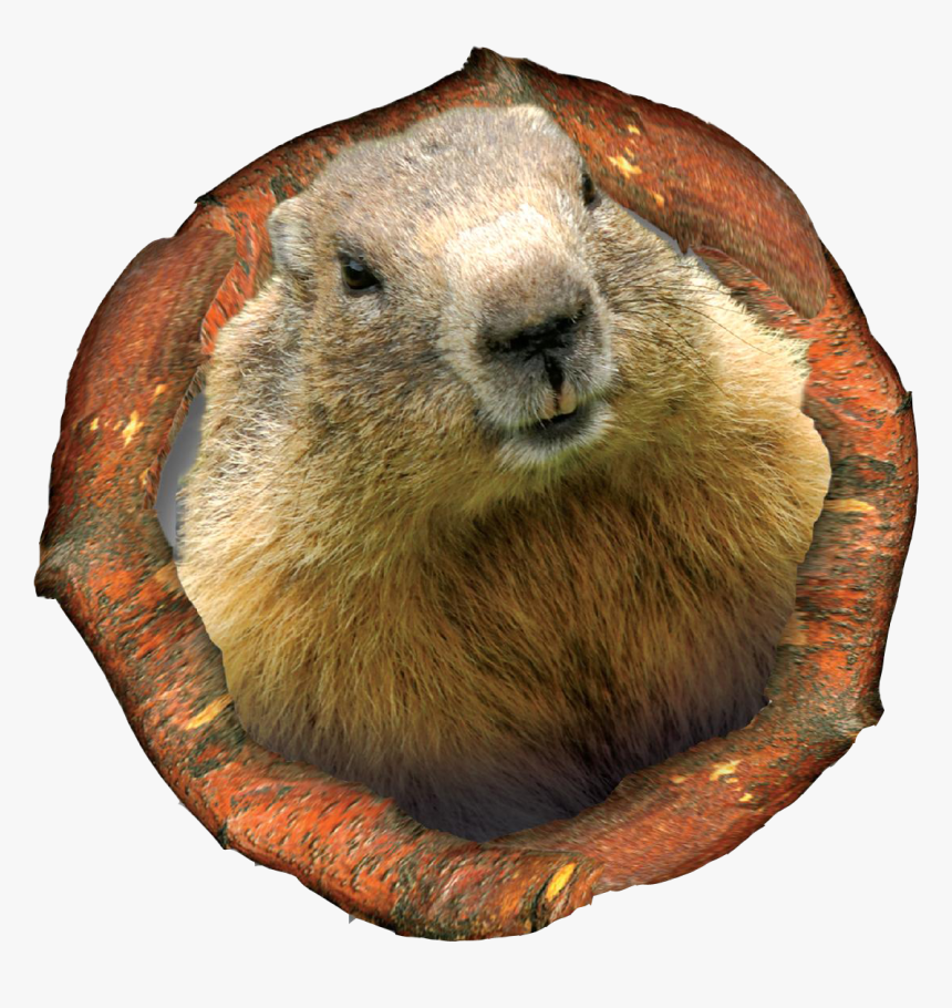 Punxsutawney Phil, HD Png Download, Free Download