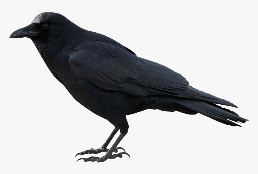 Crow Png, Transparent Png, Free Download