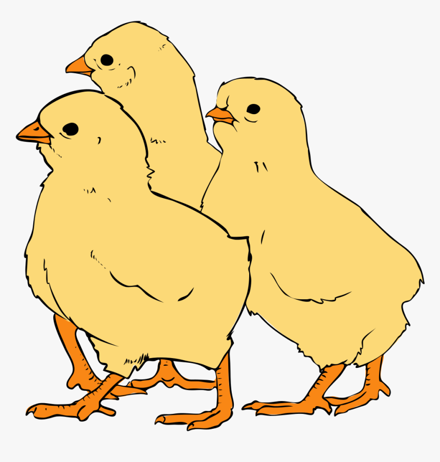 Picture Freeuse Download File Svg Wikipedia Filechicks - Clipart Picture Of Chicks, HD Png Download, Free Download