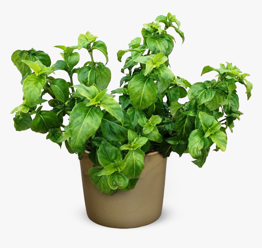 Potted Plant Png , Png Download - Herb Plant Png, Transparent Png, Free Download