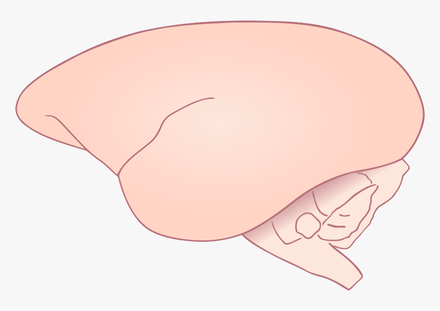 Side View Of Marmoset Brain - Illustration, HD Png Download, Free Download